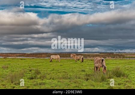 Wildpferde in den Wiesen von Skjern in Dänemark Stockfoto