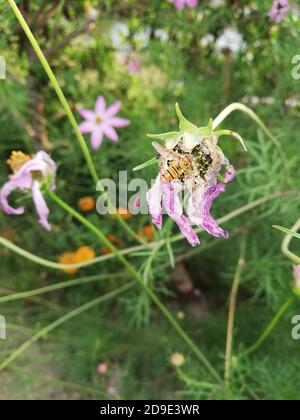 Cosmos ist eine Gattung der Asteraceae Familie, mit dem gleichen gemeinsamen Namen des Kosmos, bestehend aus blühenden Pflanzen in der Familie der Sonnenblumen. Stockfoto