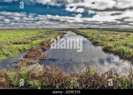 Feuchtgebiete Wiesen bei Skjern in Dänemark Stockfoto