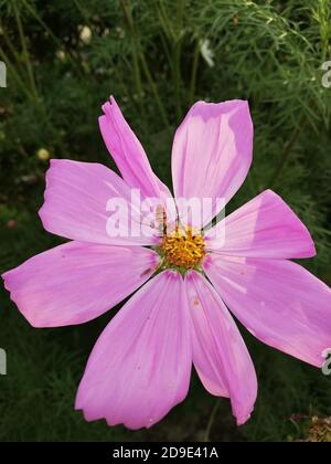 Cosmos ist eine Gattung der Asteraceae Familie, mit dem gleichen gemeinsamen Namen des Kosmos, bestehend aus blühenden Pflanzen in der Familie der Sonnenblumen. Stockfoto