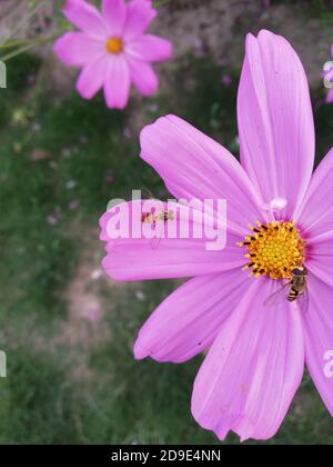 Cosmos ist eine Gattung der Asteraceae Familie, mit dem gleichen gemeinsamen Namen des Kosmos, bestehend aus blühenden Pflanzen in der Familie der Sonnenblumen. Stockfoto
