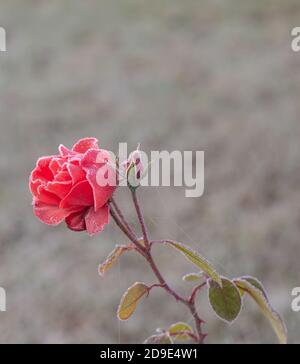 Gefrorene rote Rose nach dem ersten Frost im Jahr 2020, Gießen, Hessen, Deutschland Stockfoto