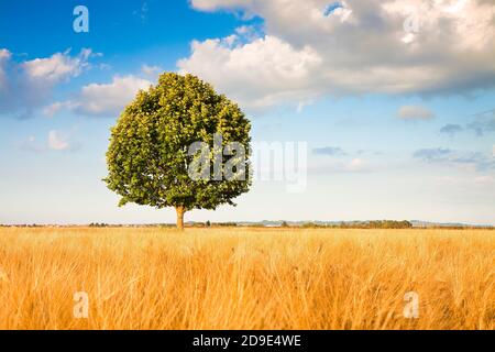 Isolierte Baum in einem Toskana wheatfield - (Toskana, Italien) Stockfoto