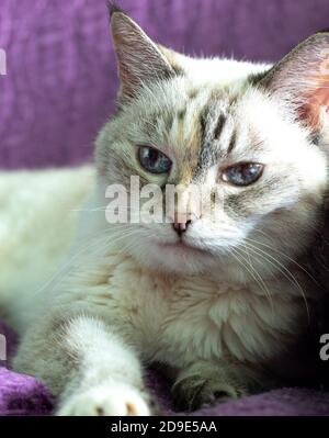 Weiße Katze mit blauen Augen auf einem lila Hintergrund. Balinesische Katzenrasse. Stockfoto