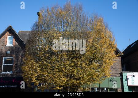 Blauer Himmel über einem Baum mit goldenen Blättern an einem sonnigen Herbsttag in Limpsfield Chart, Surrey Stockfoto