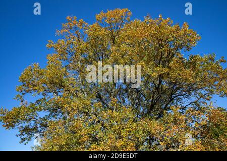 Blauer Himmel über einem Baum mit goldenen Blättern an einem sonnigen Herbsttag in Limpsfield Chart, Surrey Stockfoto