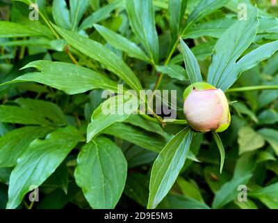 Ein ungeöffneter Bud einer rosa Pfingstrose ein grüner Hintergrund im Garten. Wachsende Blumen, Pflege der Pflanzen, selektive Fokus Stockfoto