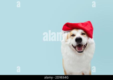 weihnachtsmann Hundekostüm feiert weihnachten. Isoliert auf blauem Hintergrund. Stockfoto