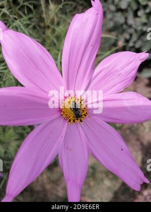 Cosmos ist eine Gattung der Asteraceae Familie, mit dem gleichen gemeinsamen Namen des Kosmos, bestehend aus blühenden Pflanzen in der Familie der Sonnenblumen. Stockfoto