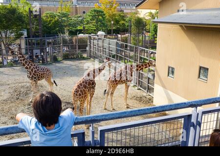 Eine Giraffe im Kyoto Zoo in Kyoto, Japan. Stockfoto