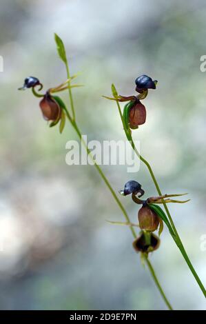 Blume der australischen einheimischen großen Entenorchidee, Caleana Major, Familie Orchidaceae. Gefunden im Wald in Sydney, NSW, Australien. Stockfoto