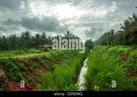 Wasserversorgungskanal durch Kokosnussfarm Stockfoto