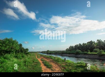 Wasserversorgungskanal durch Kokosnussfarm Stockfoto