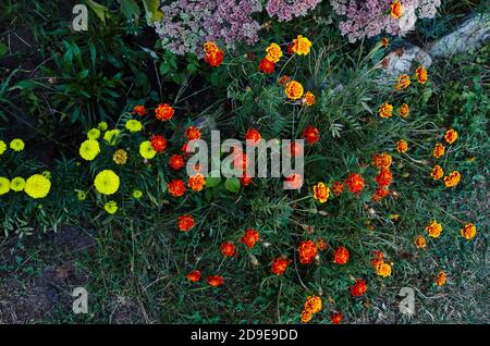 Tagetes patula französische Ringelblume gelb orange Blume. Nahaufnahme wunderschöne Ringelblume Blume & Blatt (Tagetes erecta, mexikanische, Azteken oder Französisch Ringelblume) Stockfoto