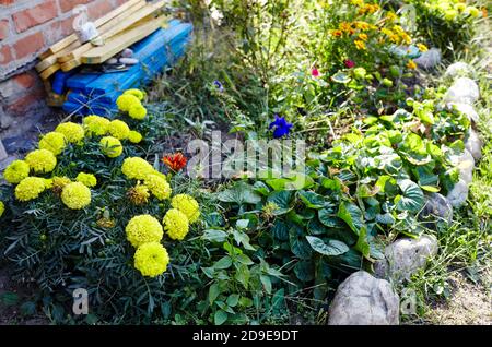 Tagetes patula französische Ringelblume gelb orange Blume. Nahaufnahme wunderschöne Ringelblume Blume & Blatt (Tagetes erecta, mexikanische, Azteken oder Französisch Ringelblume) Stockfoto