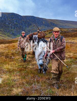 Schottland, Großbritannien – Ghillies führen arbeitende Hochland-Ponys mit einem Red Deer Stag, der von einem Deerstalker gekeult wurde Stockfoto