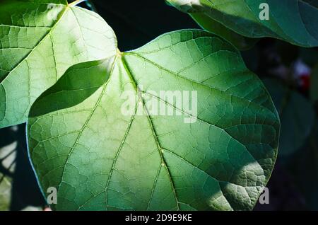 Abstraktes Bild von Catalpa Blättern im Garten. Familienname Bignoniaceae, Wissenschaftlicher Name Catalpa Stockfoto