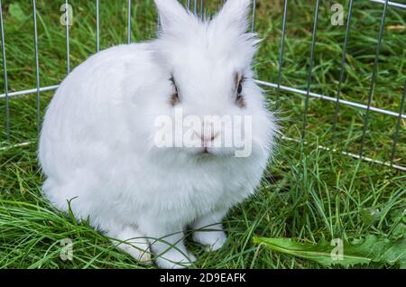 Weißer Löwenkopf-Hase in einem Freiland-Käfig auf einem Stück Gras. Stockfoto