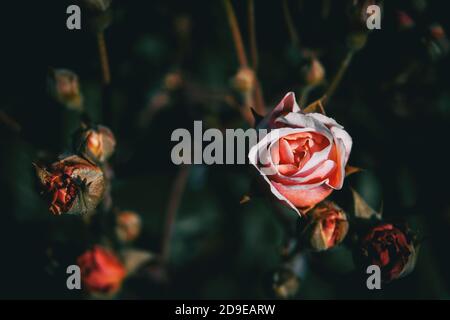 Detail einer rosa Rose, die von Knospen umgeben blüht Die Wildnis Stockfoto