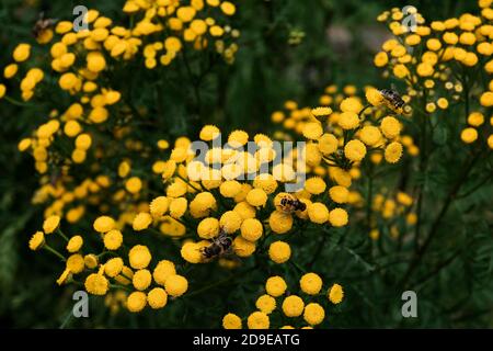 Bienen arbeiten an gelben Blüten - gemeinsame Tansy, auch als goldene Knöpfe oder Kuh bitter. Bestäubende Blüten in Blüte. Schöne helle Pflanzen Stockfoto