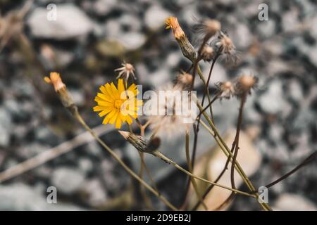 Zwei Löwenzahn wachsen zusammen. Gelbe und weiße Blüten in Blüte. Altes und junges Konzept, Evolutionsprozess, vor und nach einem großen Lebenswandel. Stockfoto