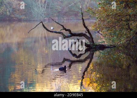 Möwe ruht auf einem toten Baum am Douster Teich in West Sussex Stockfoto