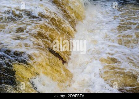 Lachs (Salmo Salar), der sich in Stainforth Force, Stainforth, North Yorkshire, England, England, den oberen Flusslauf des Ribble aufmacht. Stockfoto