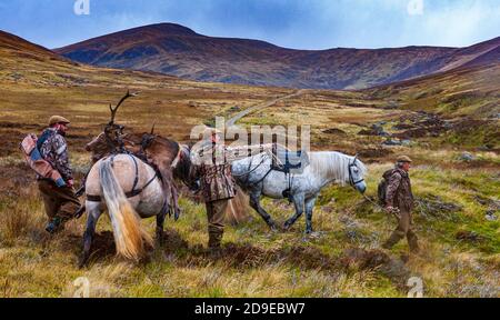 Schottland, Großbritannien – Ghillies führen arbeitende Hochland-Ponys mit einem Red Deer Stag, der von einem Deerstalker gekeult wurde Stockfoto