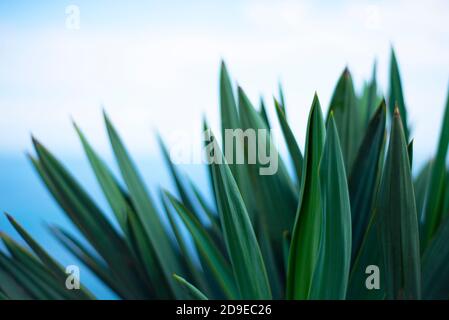 Scharfe grüne Agavenblätter auf blauem Hintergrund. Die Silhouette der Klingen. Stockfoto