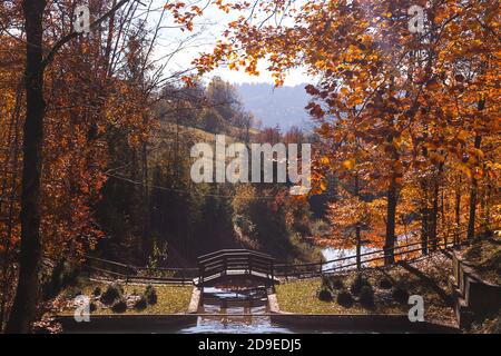 Gelbe Blätter von Herbstbäumen in der Nähe eines kleinen Sees in Die Berge Stockfoto