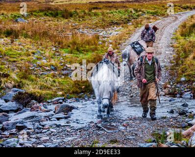 Schottland, Großbritannien – Ghillies führt in den schottischen Highlands die arbeitenden Hochland-Ponys an Stockfoto