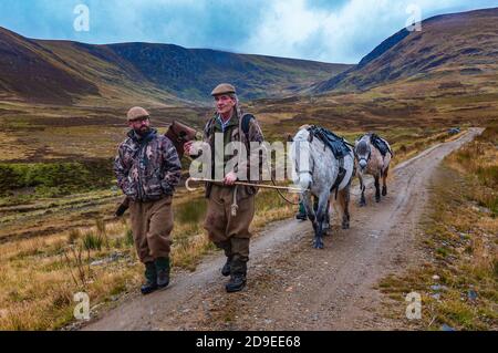 Schottland, Großbritannien – Ghillies führt in den schottischen Highlands die arbeitenden Hochland-Ponys an Stockfoto