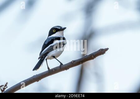 Chinspot Batis isoliert auf weißem Hintergrund im Kruger Nationalpark, Südafrika; specie Batis molitor Familie von Platysteiridae Stockfoto