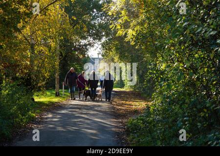 Ashford, Kent, Großbritannien. November 2020. UK Wetter: Heller und sonniger Tag am ersten Tag der Sperre aufgrund neuer Coronavirus-Einschränkungen. Menschen gehen mit ihren Hunden oder trainieren im Hamstreet National Nature Reserve in der Nähe von Ashford in Kent. Foto: Paul Lawrenson-PAL Media/Alamy Live News Stockfoto