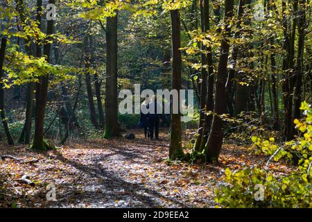 Ashford, Kent, Großbritannien. November 2020. UK Wetter: Heller und sonniger Tag am ersten Tag der Sperre aufgrund neuer Coronavirus-Einschränkungen. Menschen gehen mit ihren Hunden oder trainieren im Hamstreet National Nature Reserve in der Nähe von Ashford in Kent. Foto: Paul Lawrenson-PAL Media/Alamy Live News Stockfoto