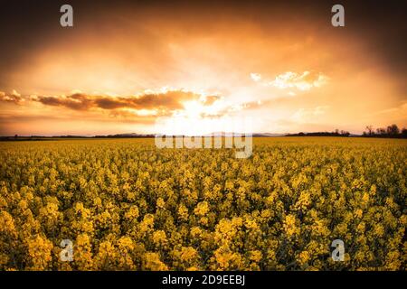 Sonnenuntergang über dem Feld mit Ton von goldenen Gefühlen Stockfoto