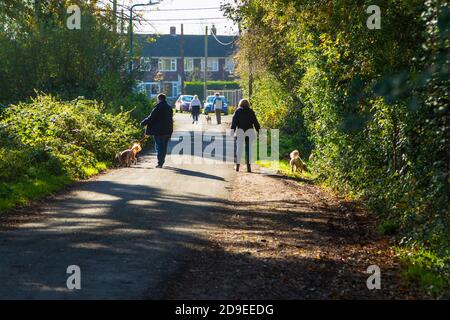 Ashford, Kent, Großbritannien. November 2020. UK Wetter: Heller und sonniger Tag am ersten Tag der Sperre aufgrund neuer Coronavirus-Einschränkungen. Menschen gehen mit ihren Hunden oder trainieren im Hamstreet National Nature Reserve in der Nähe von Ashford in Kent. Foto: Paul Lawrenson-PAL Media/Alamy Live News Stockfoto