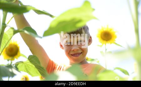 Der Junge in den Sonnenblumen. Das zufriedene Gesicht des Jungen. Dickicht von Sonnenblumen. Freier Speicherplatz für Text. Stockfoto