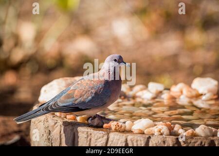 Laughing Dove Standing on Waterhole in Kruger National Park, South Africa ; specie Streptopelia senegalensis Familie von Columbidae Stockfoto