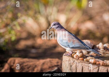 Laughing Dove Standing on Waterhole in Kruger National Park, South Africa ; specie Streptopelia senegalensis Familie von Columbidae Stockfoto