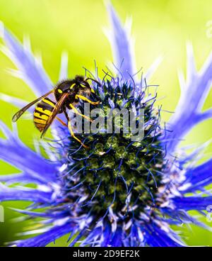 Wespe auf blauer Eryngium Bourgattii Blume Stockfoto