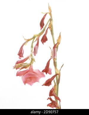 Rosa Blume auf einem weißen Hintergrund Stockfoto