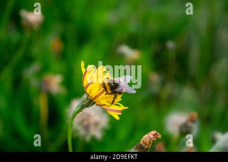 Hummel sammelt Pollen von Löwenzahn, Feld voller gelber Blumen und grünem Gras, gemeiner Löwenzahn mit Hummeln Blick auf Wiese, Wildblume Stockfoto