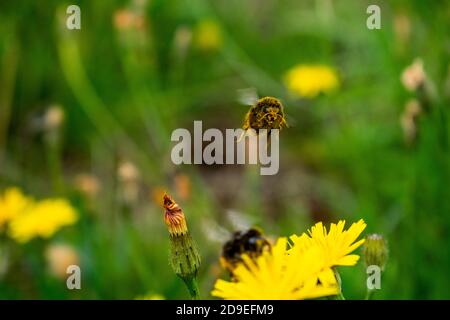 Hummel sammelt Pollen von Löwenzahn, Feld voller gelber Blumen und grünem Gras, gemeiner Löwenzahn mit Hummeln Blick auf Wiese, Wildblume Stockfoto