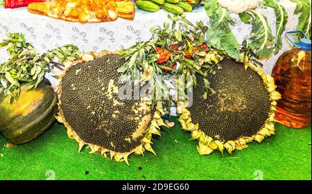 Landwirtschaft erntete verschiedene frische Gemüse. Erntedankfest. Herbst Stockfoto