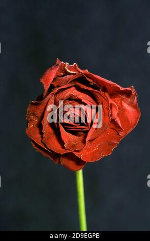 verwelkte rote rose Stockfoto