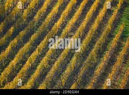 Dresden, Deutschland. November 2020. Blick von oben auf herbstlich gefärbte Reben im Dresdner Stadtteil Pillnitz. Quelle: Robert Michael/dpa-Zentralbild/ZB/dpa/Alamy Live News Stockfoto