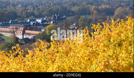 Dresden, Deutschland. November 2020. Das Schloss Pillnitz ist hinter herbstlichen Weinblättern zu sehen. Quelle: Robert Michael/dpa-Zentralbild/ZB/dpa/Alamy Live News Stockfoto