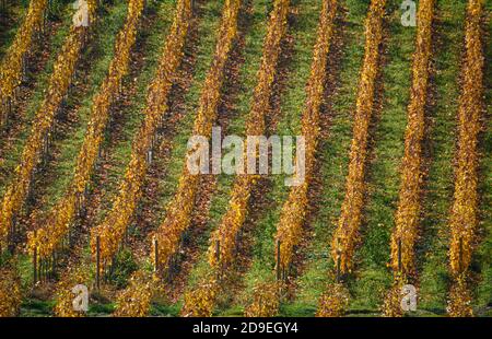 Dresden, Deutschland. November 2020. Blick von oben auf herbstlich gefärbte Reben im Dresdner Stadtteil Pillnitz. Quelle: Robert Michael/dpa-Zentralbild/ZB/dpa/Alamy Live News Stockfoto