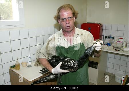 Geöltes nördliches Gannet, sula bassana, gerettet in 'La Dame Blanche', einem Wildschutzzentrum in der Normandie Stockfoto